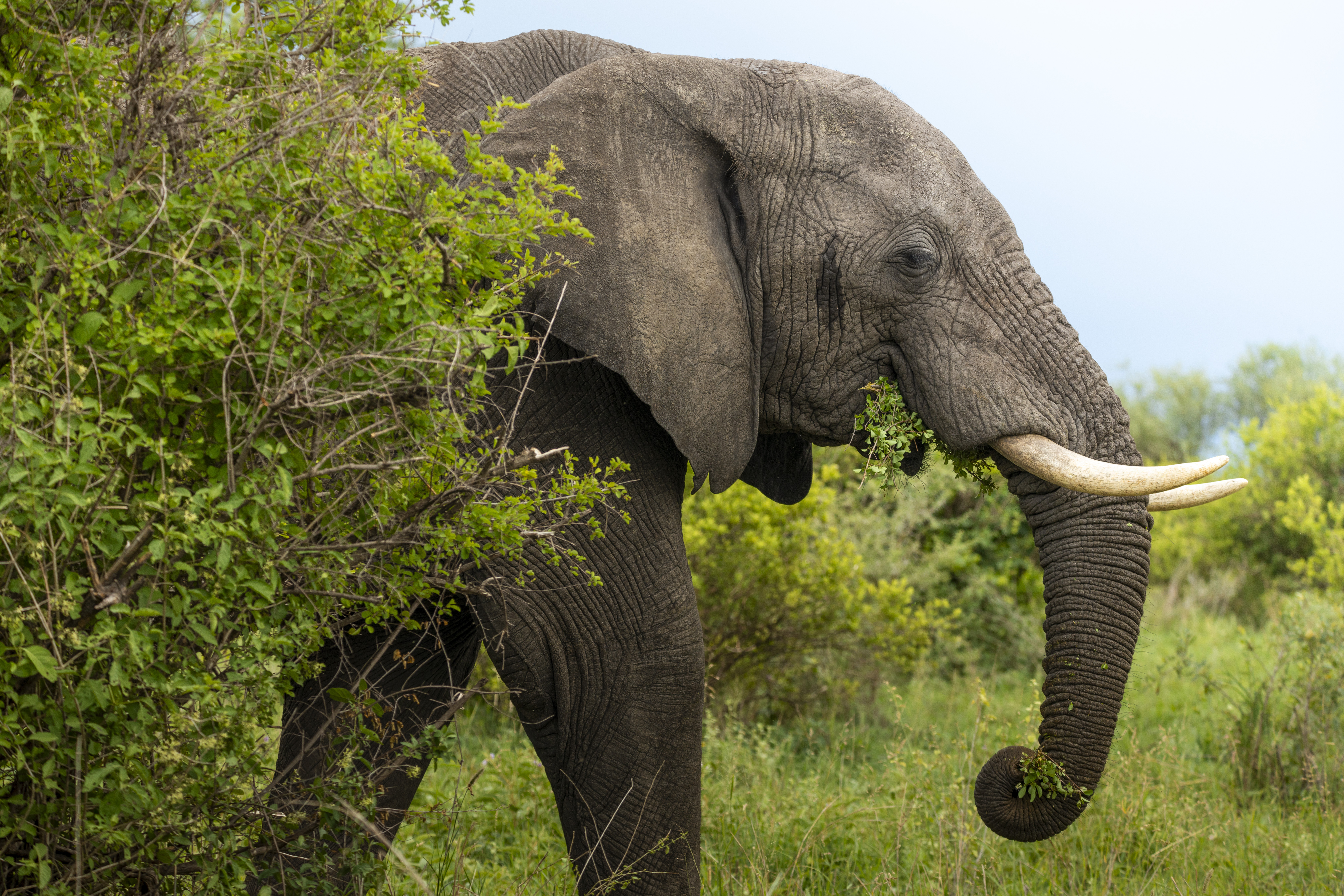 Tarangire elephants near the river