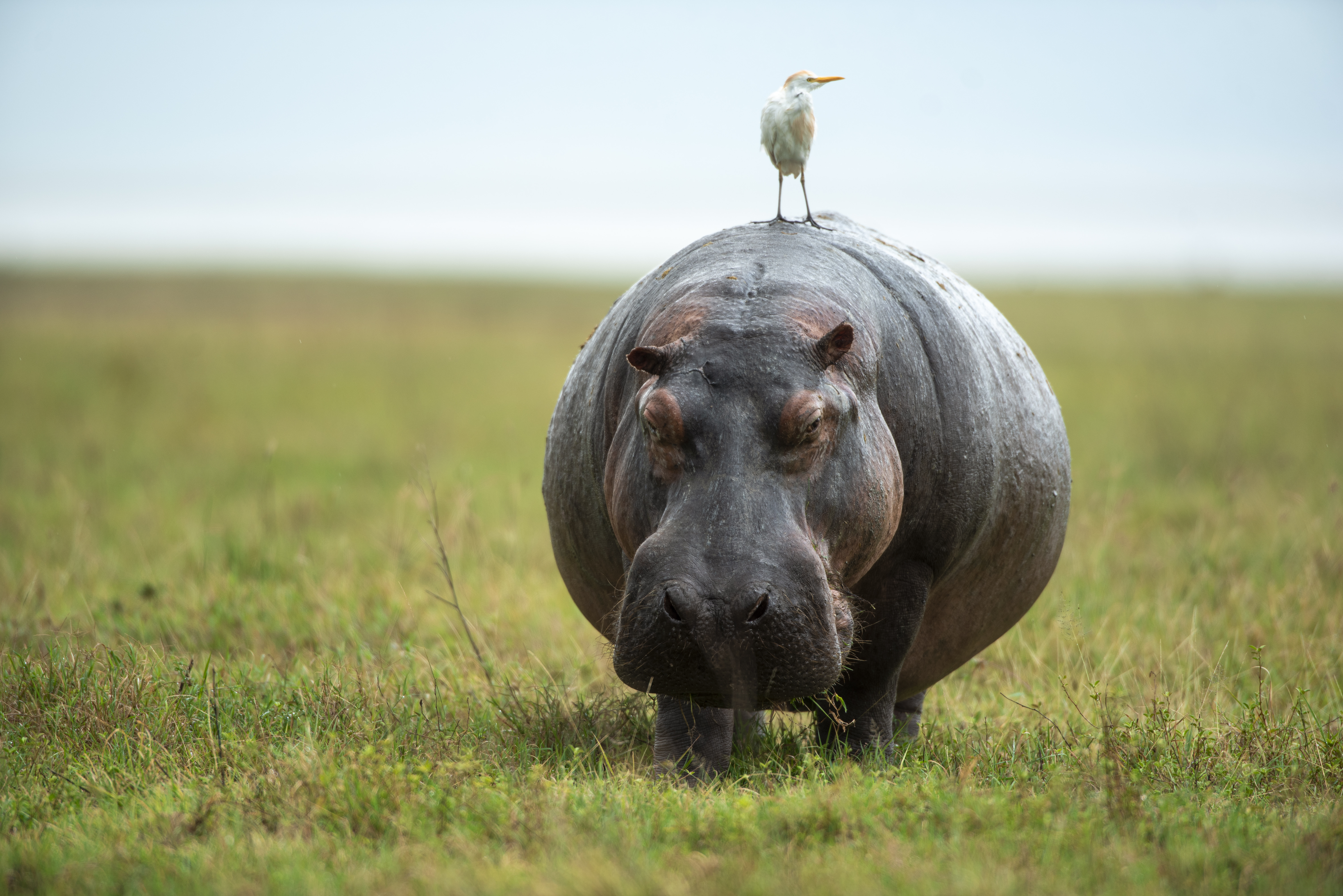Ngorongoro Crater wildlife