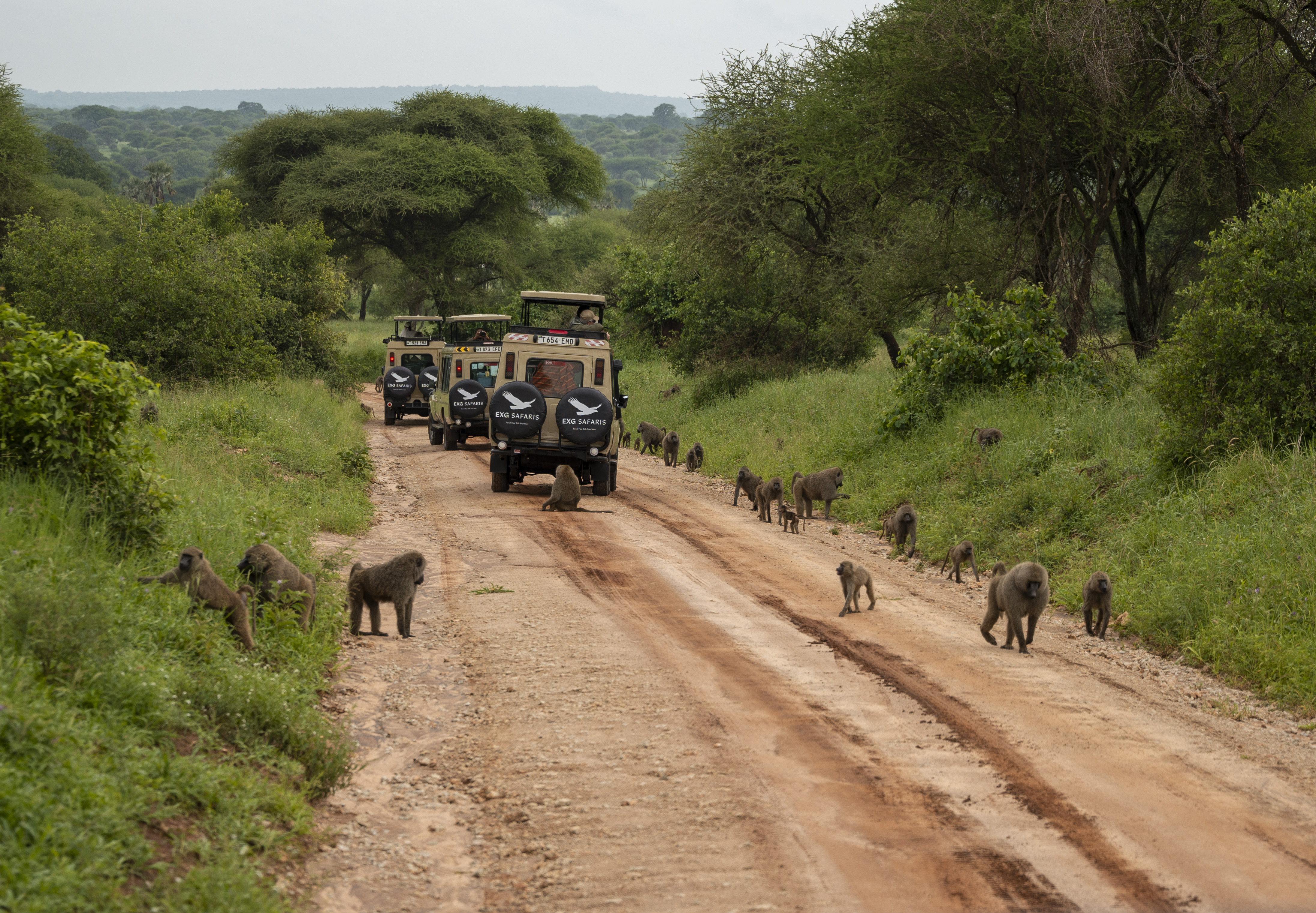 Tarangire private safari planning