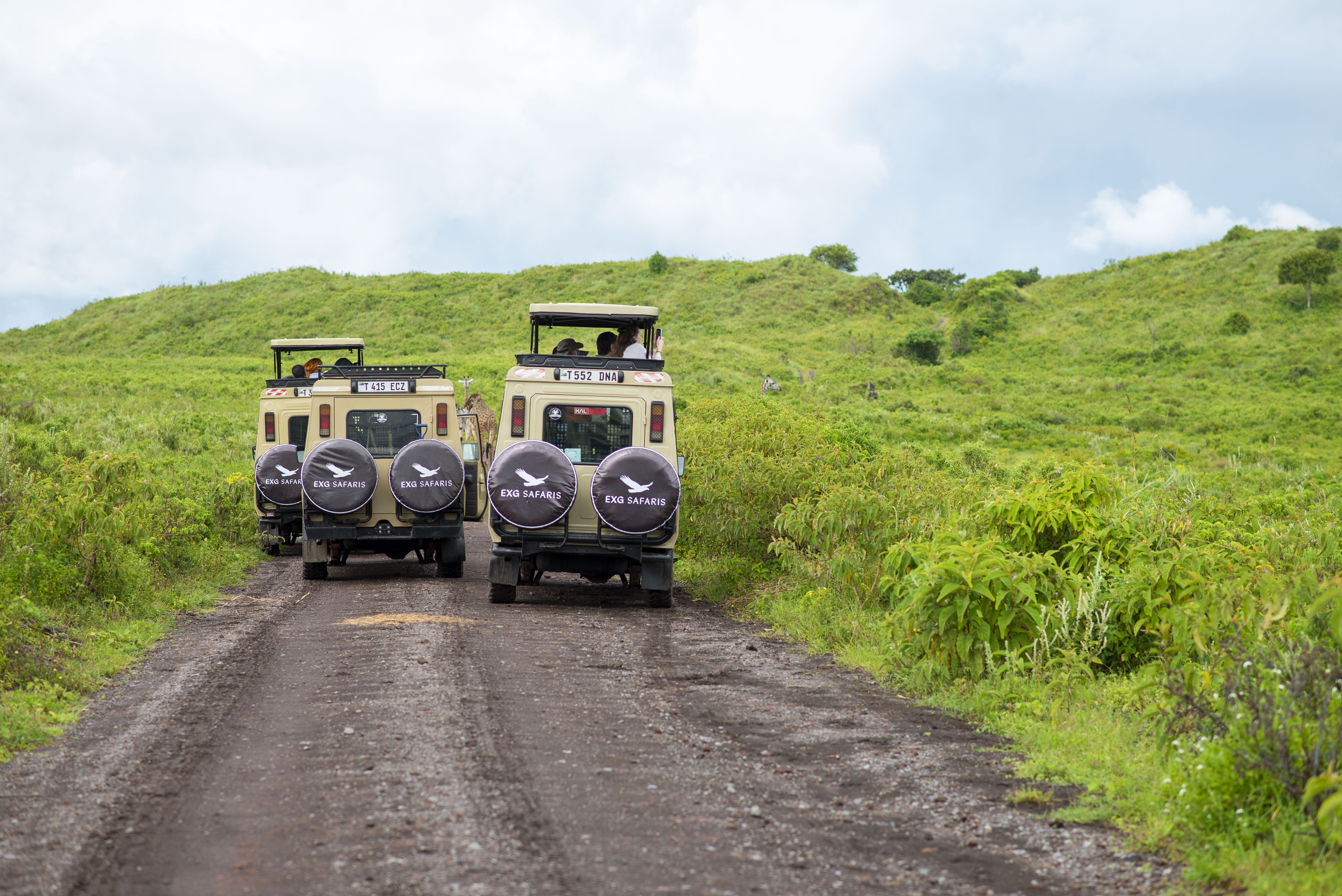 Safari wildlife