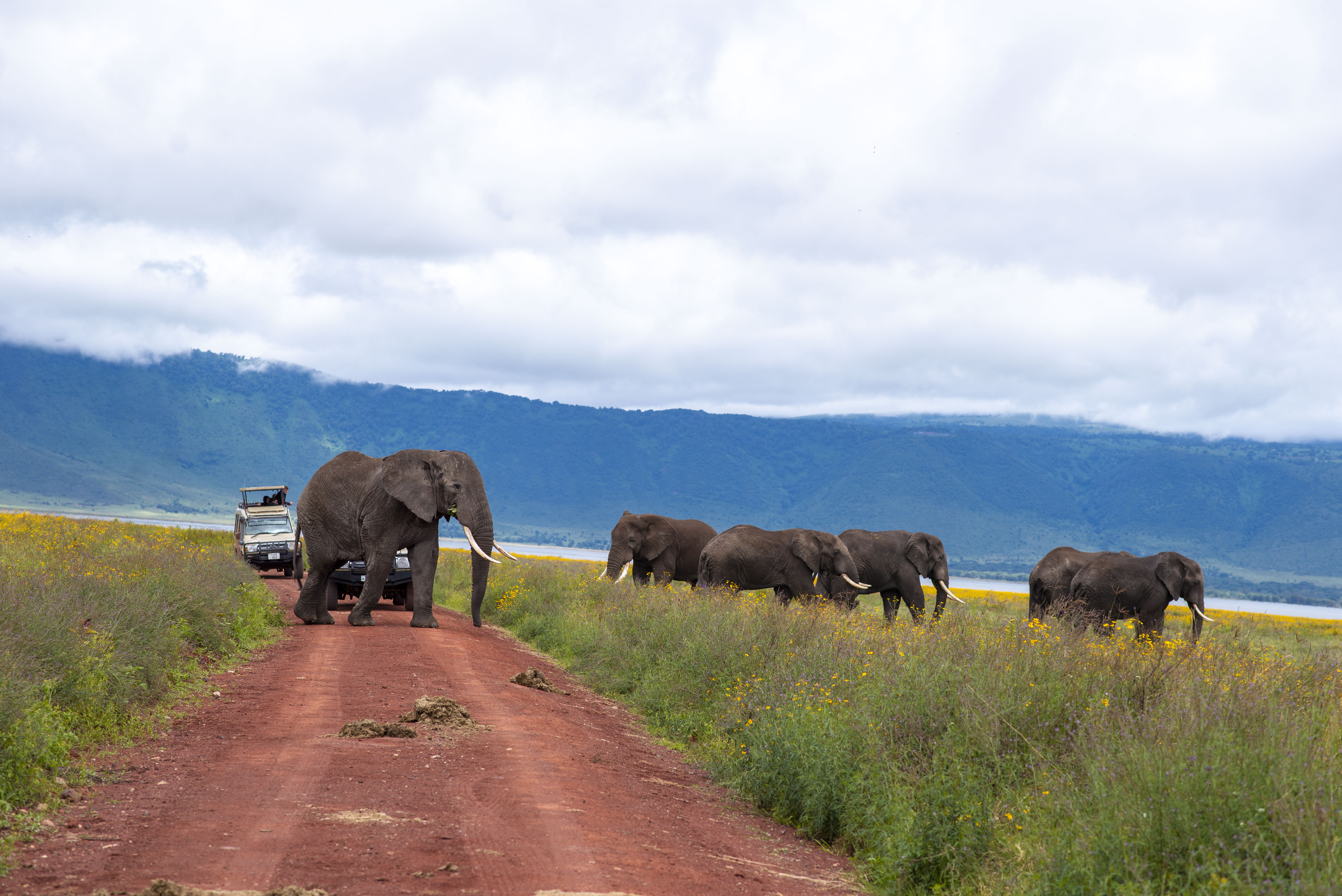 Serengeti National Park scenery