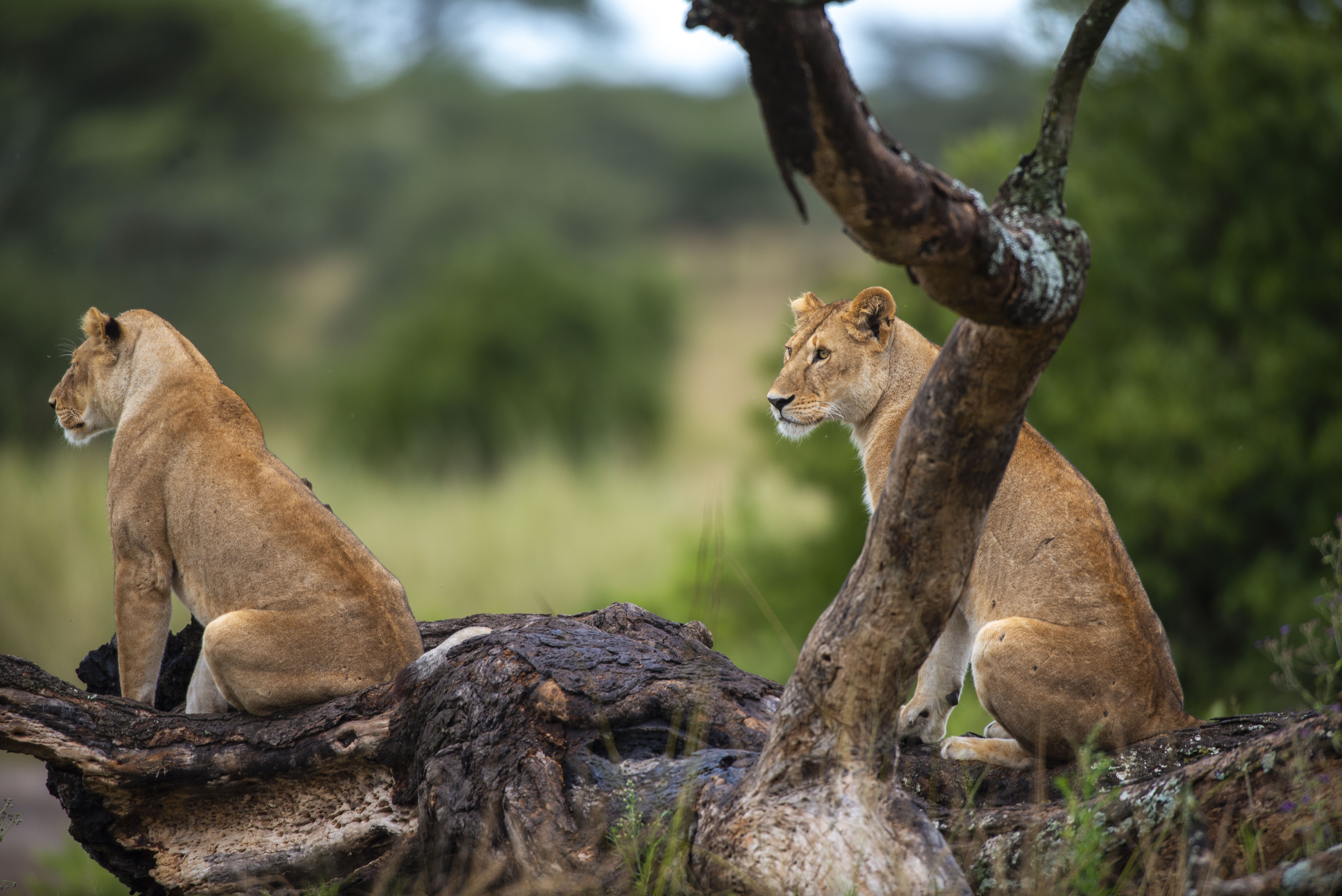 Ngorongoro Crater landscape
